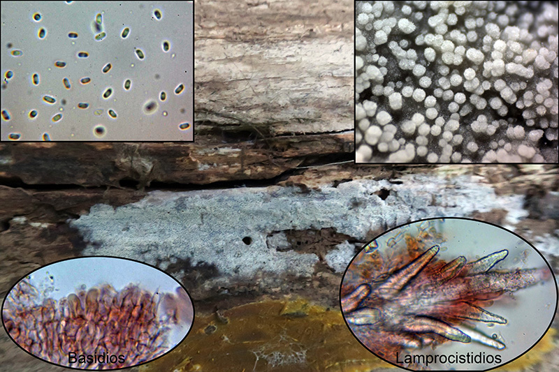 Phlebiopsis?